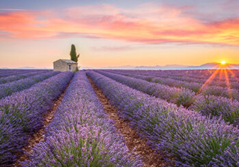 Lavendel_Bretagne_Pressmind