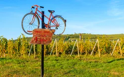 Fahrrad- und Weinregion Elsass