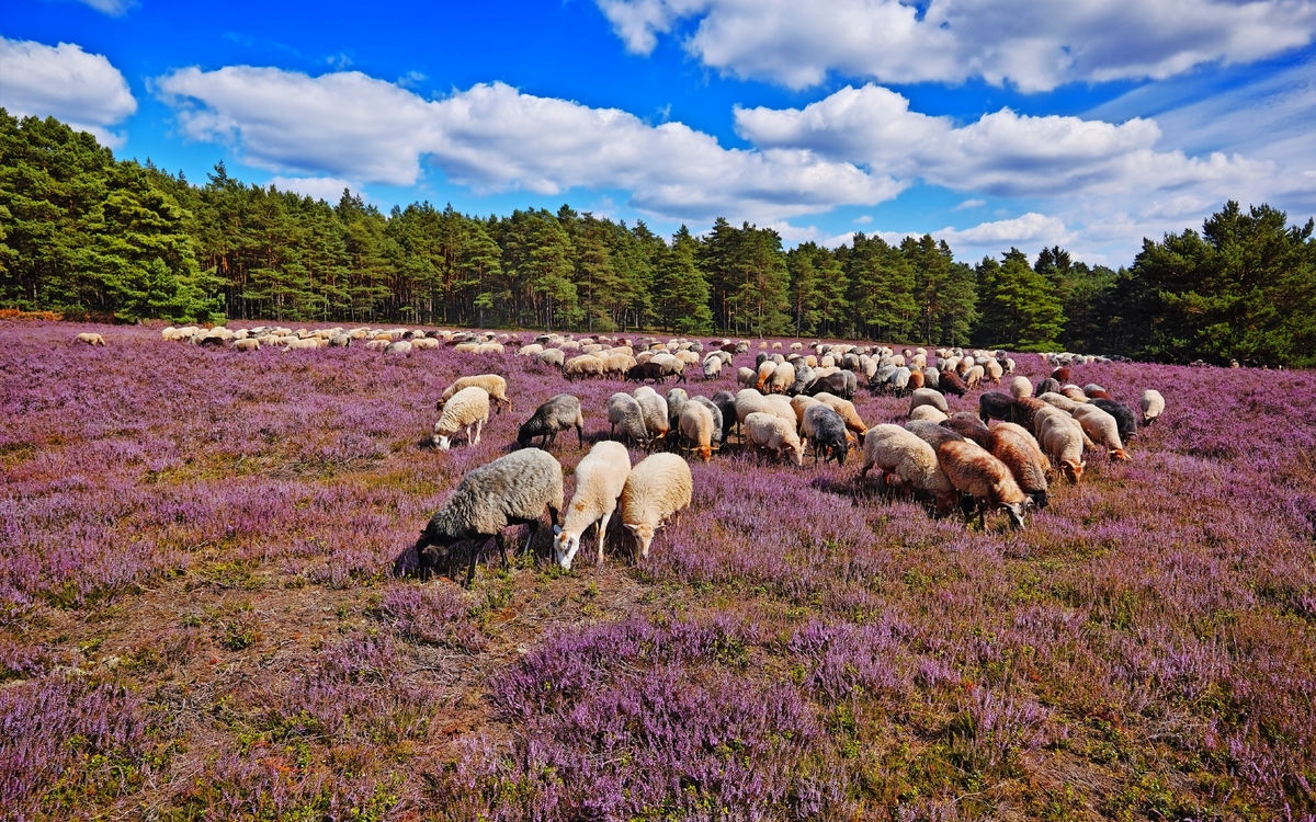 Heidschnucken in der Lüneburger Heide, Deutschland