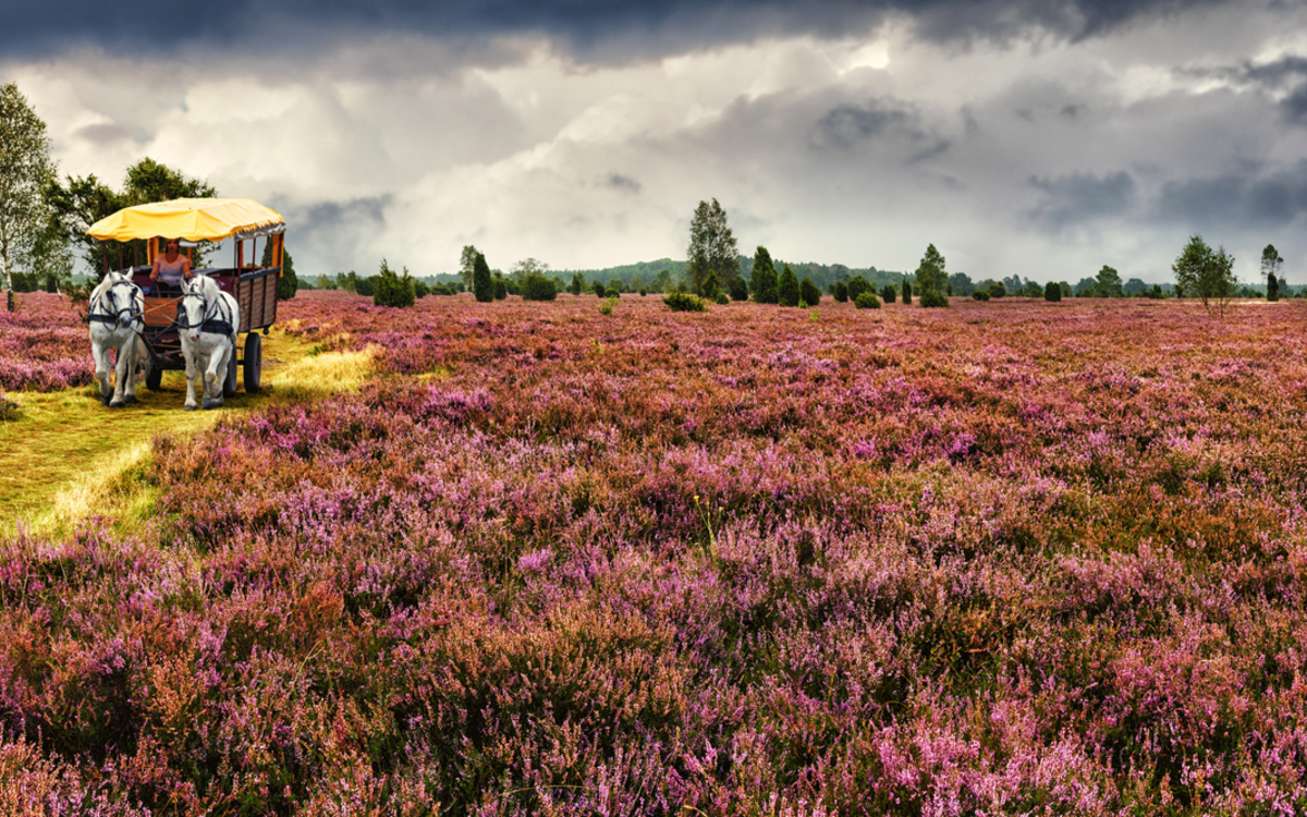 Kutschfahrt durch die Lüneburger Heide, Deutschland