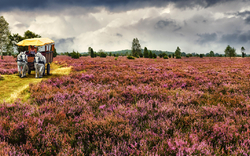 Kutschfahrt durch die Lüneburger Heide, Deutschland