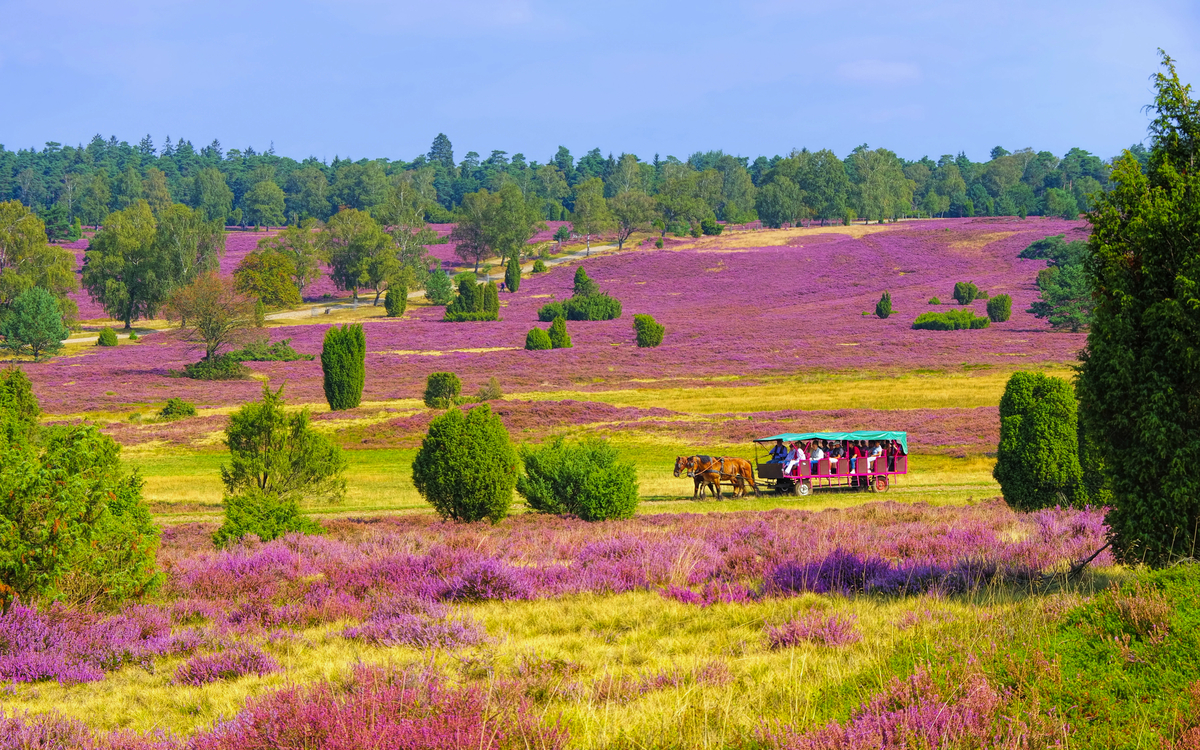 Lüneburger Heide im Herbst bei Wilsede