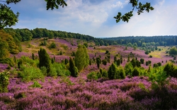 Heideblüte im Totengrund bei Wilsede