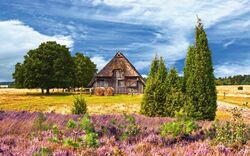 Heideblüte in der Lüneburger Heide