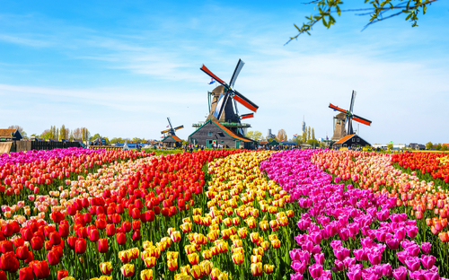 holländische Windmühlen