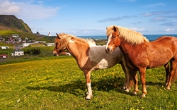 Shetland-Ponys
